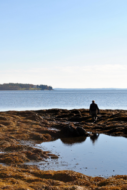 tidal pool