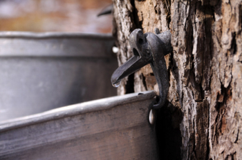 Maple Syrup Harvest