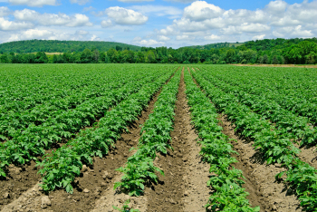 crop rows in field