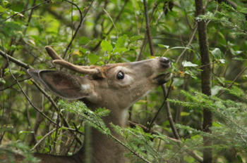 White tailed deer