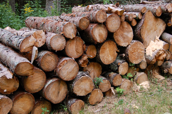 stacked logs