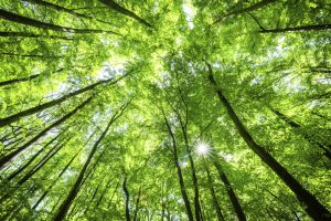 Trees in forest