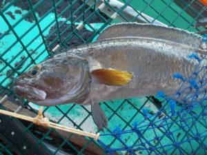 Lobster Trap Bycatch - Senator George J. Mitchell Center for