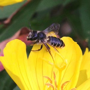 bee on tulip