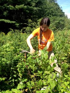 setting bowl traps in vegetation