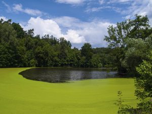 Green pond