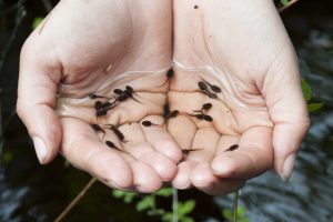 Tadpoles