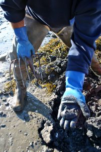 Shellfish contamination is just one real-world problem researchers are investigating.
