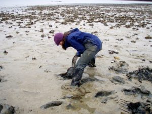 NEST researcher Bridie McGreavy digs clams near Frenchman Bay