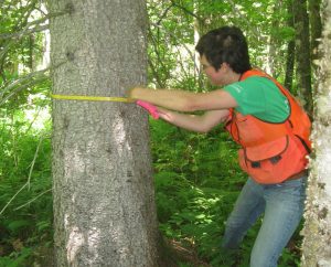 Graduate student Kara Costanza helped map the location of high quality ash stands in Maine