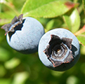 Wild blueberries