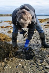 harvesting clams