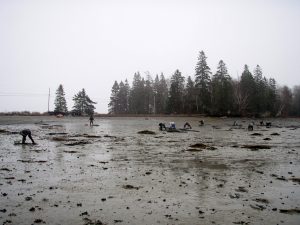 Clammers, Lamoine, ME