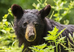 Black bear