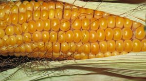 industrial agriculture corn