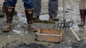 Clamming on Maine's mudflates