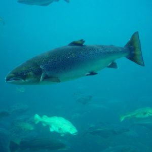 Atlantic salmon against blue water background