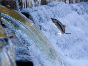 Salmon jumping dam