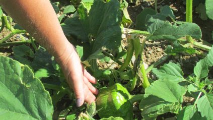 Field of green with hand displaying vegetable