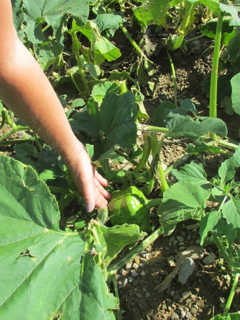 Field of green with hand displaying vegetable