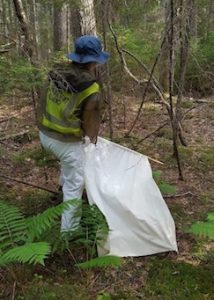 Dragging undergrowth for ticks