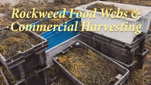 Rockweed food webs and commercial harvesting