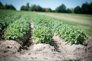 Potato Fields