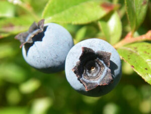 Wild Maine Blueberries