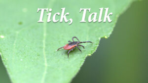 Tick, Talk