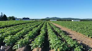 potato fields, Aroostook County, Maine