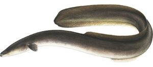 American eel illustration