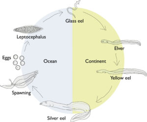 American eel life cycle