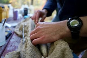 Tagging an eel