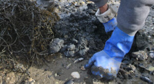 Digging shellfish in mudflat