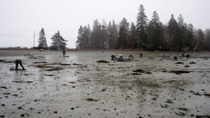 Clam flats and clammers with land and trees in background