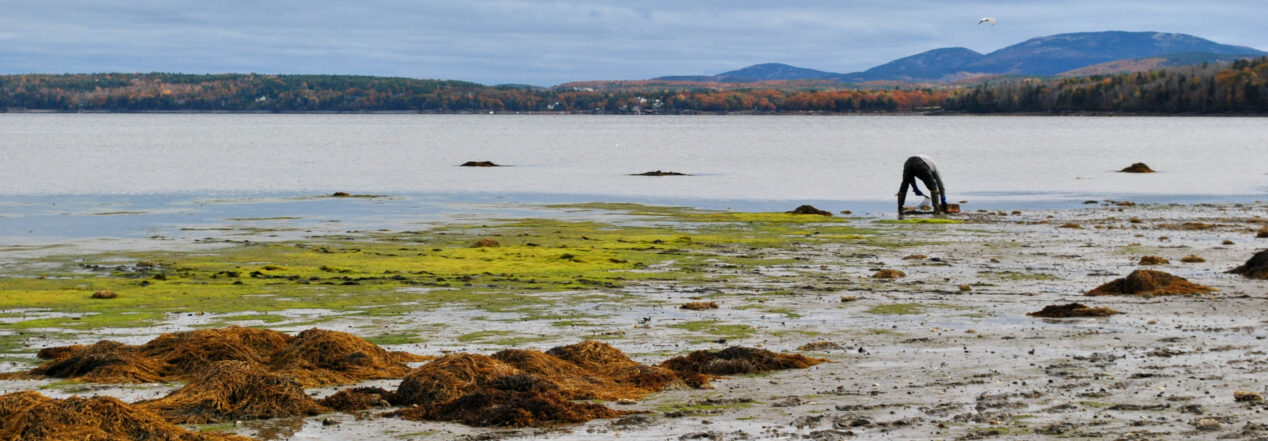 mudflast, clammer, maine