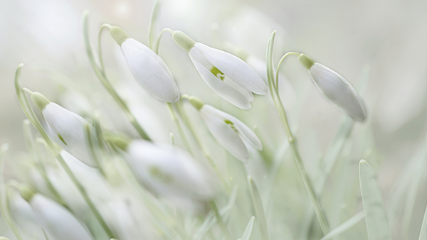 Snowdrops