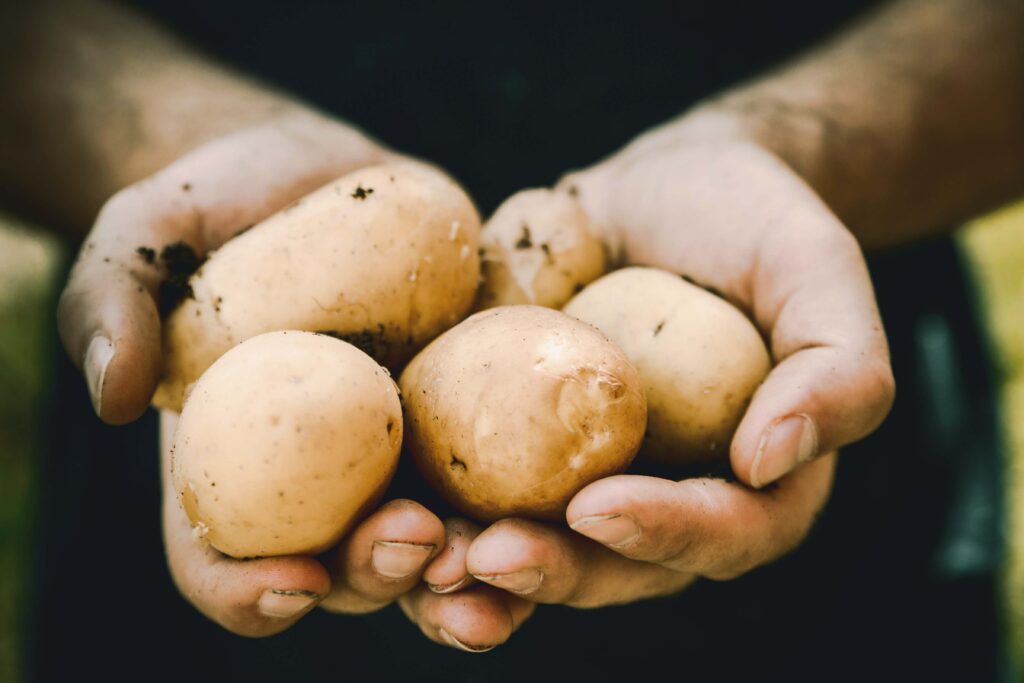 hands with potatoes