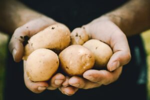 Hands with potatoes