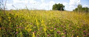 clover field