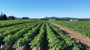 Potato field