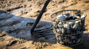 Maine clamflat, rake, basket with clams