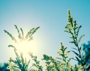 Sun rays through plants against blue sky
