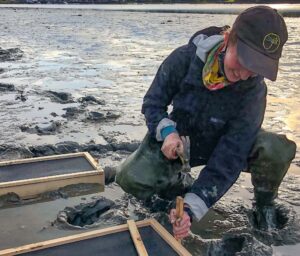 University of Maine graduate student Sarah Risley on mudflat using tool to install recruitment boxes for shellfish study