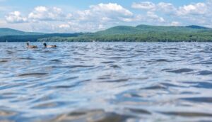 View of Sebago Lake, Maine, at water level with ducks and mountains in background