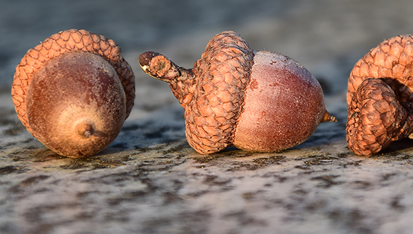 Acorns