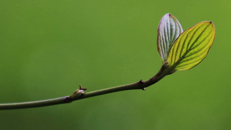 Spring leaves