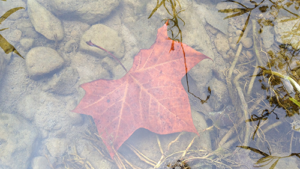 Fall leaf in stream
