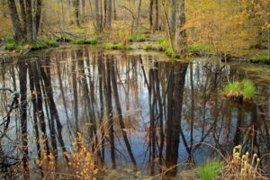 Vernal pool in woodland area