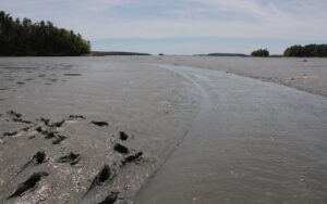 Casco Bay Mudflat